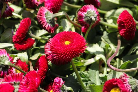 小菊花花語|小菊花花语详解（小菊花寓意和象征意义探究）